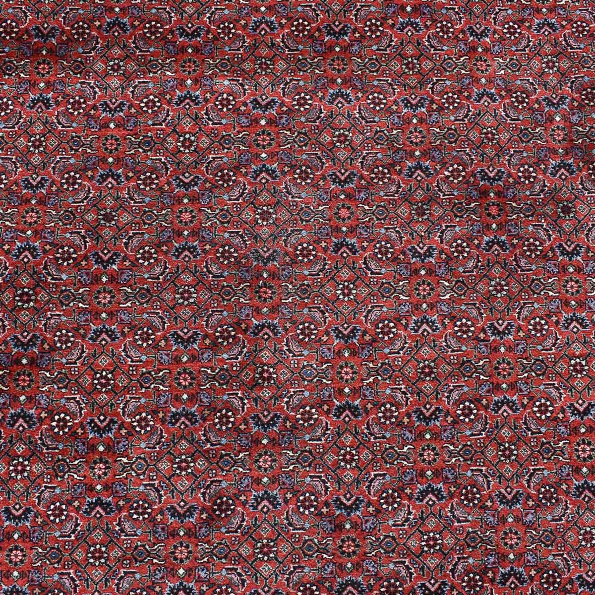 Perserteppich - Bidjar - 490 x 350 cm - bordeauxrot