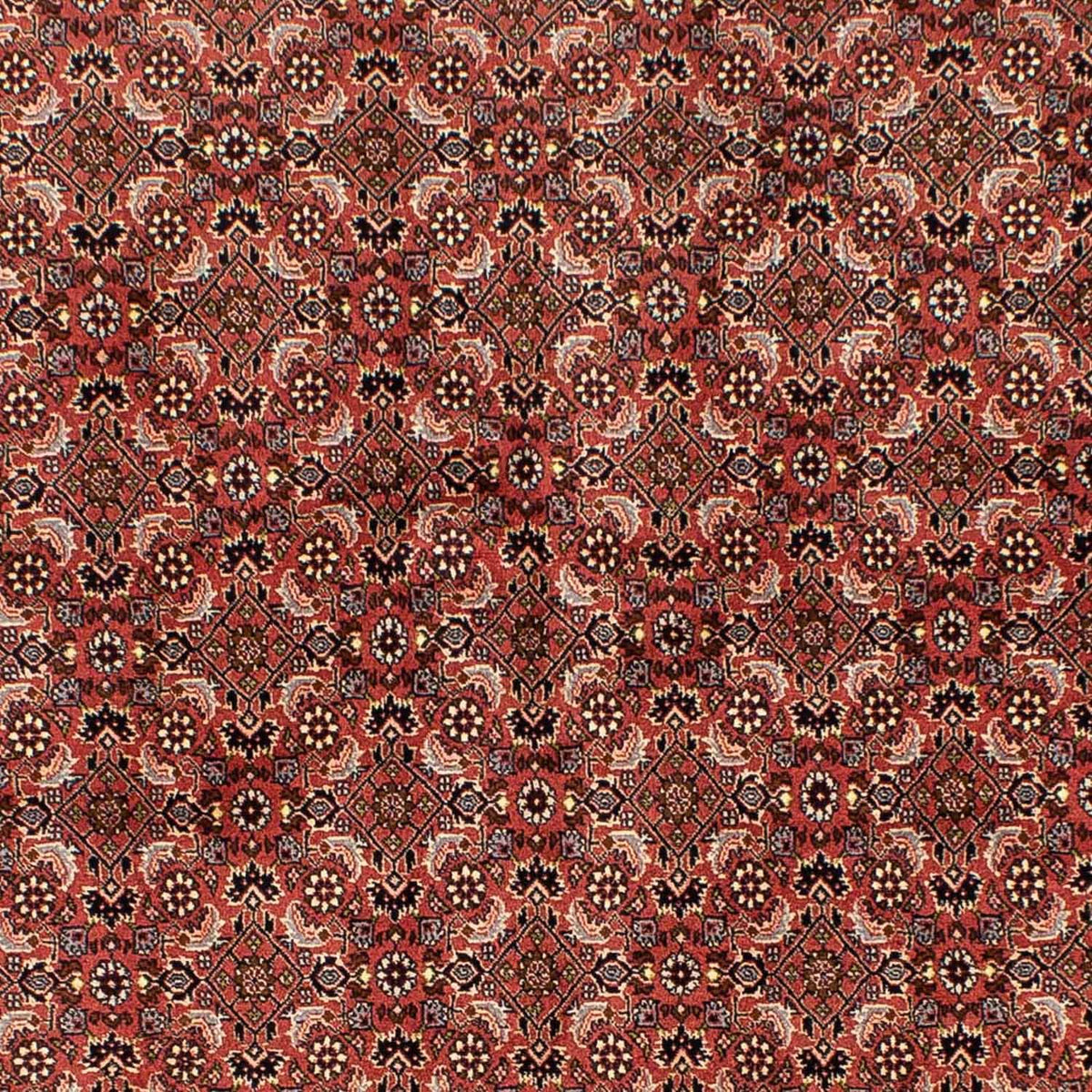 Perserteppich - Bidjar 244 x 172 cm