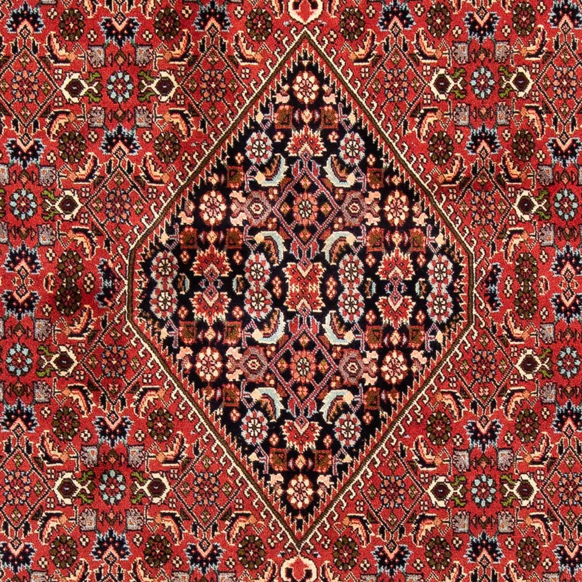 Perserteppich - Bidjar 247 x 169 cm