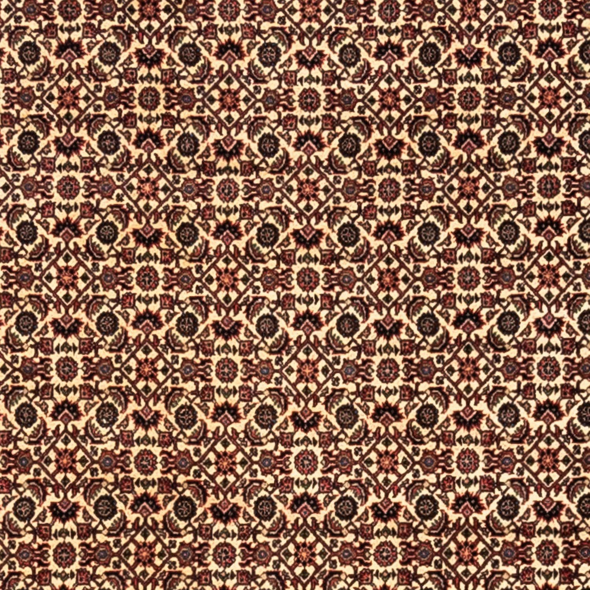 Perserteppich - Bidjar - Royal 302 x 208 cm