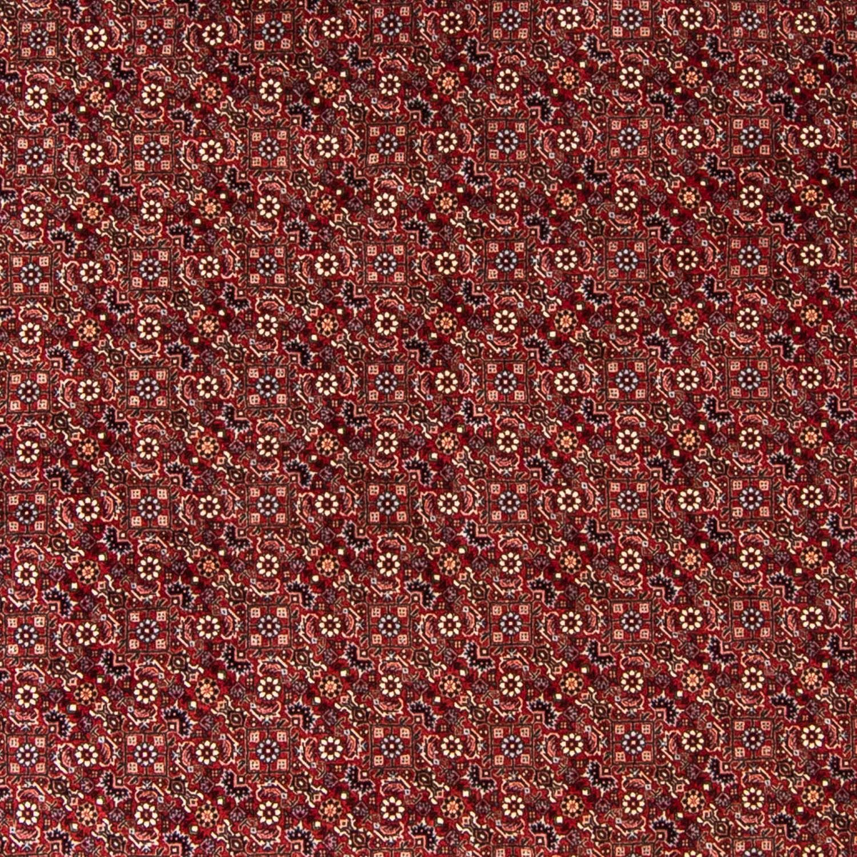 Perserteppich - Bidjar 250 x 250 cm