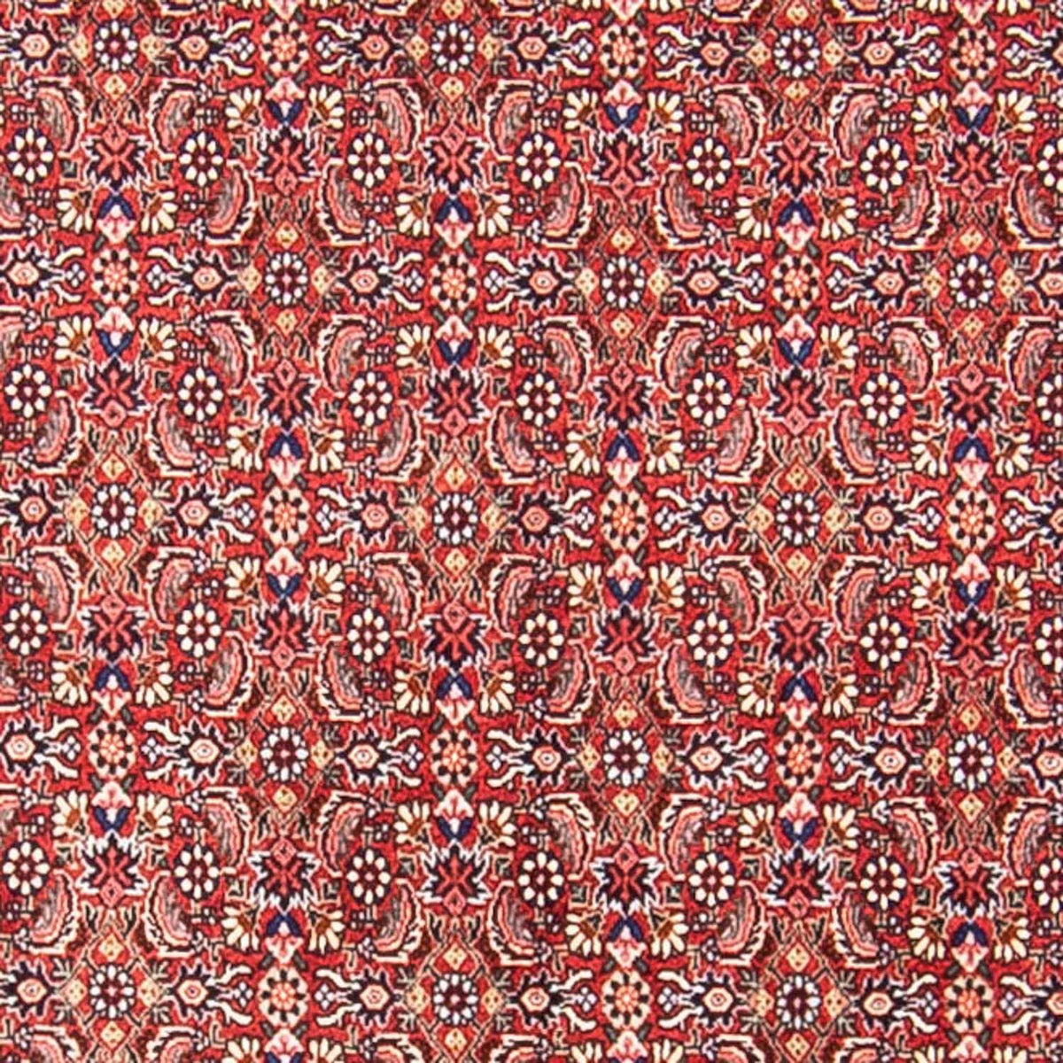 Perserteppich - Bidjar 307 x 248 cm