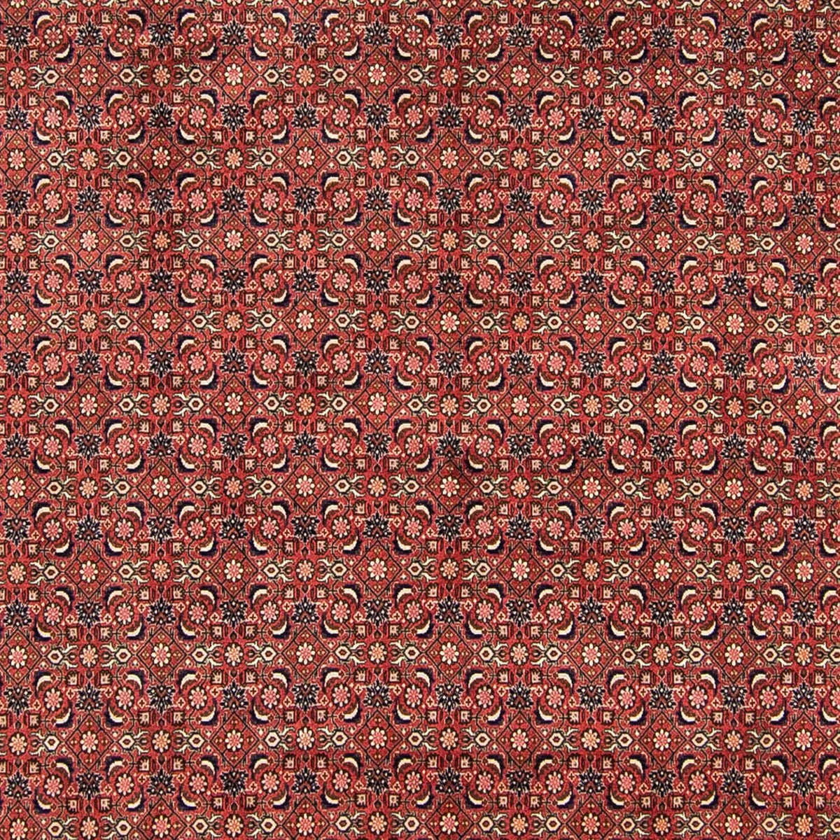 Perserteppich - Bidjar 316 x 252 cm