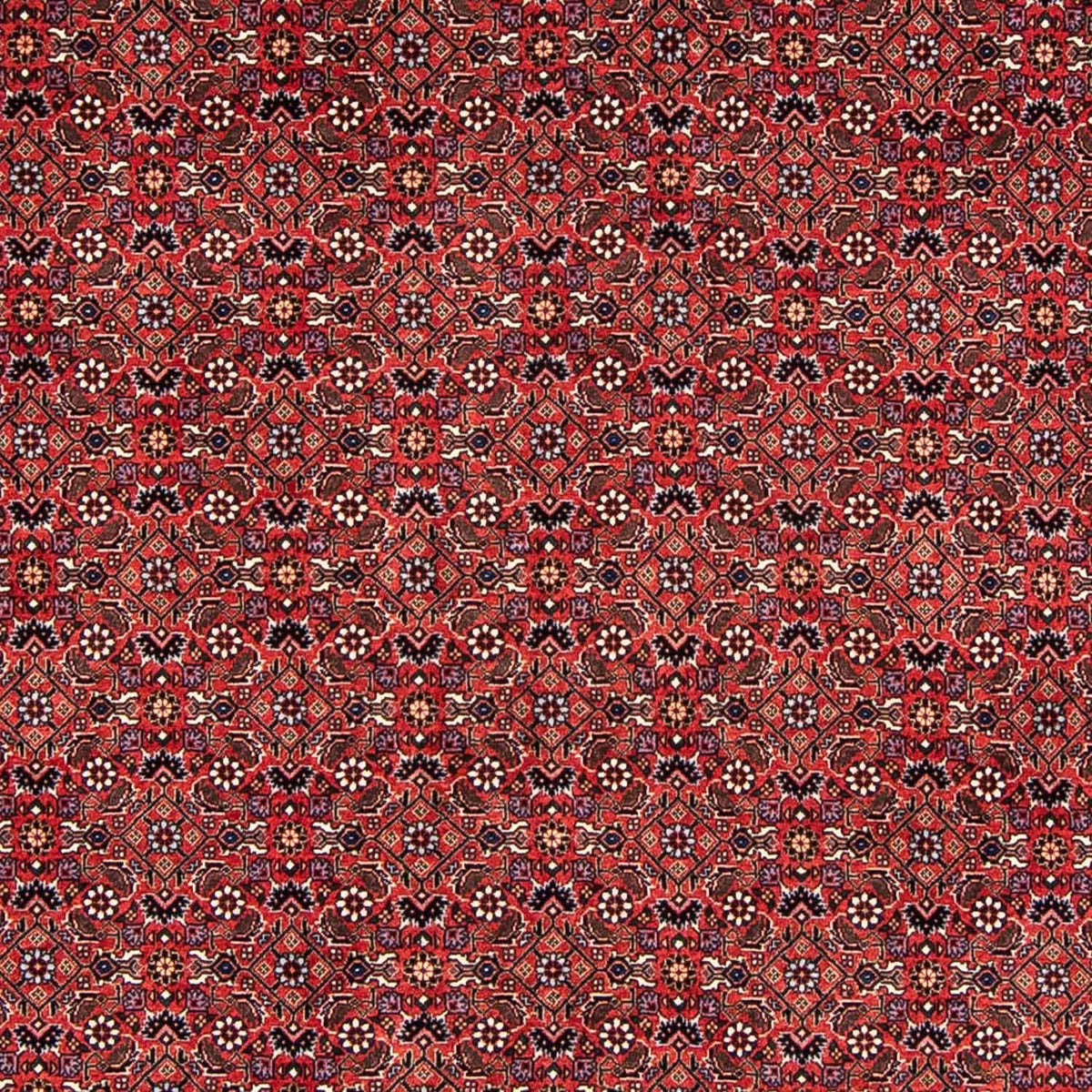 Perserteppich - Bidjar 243 x 173 cm