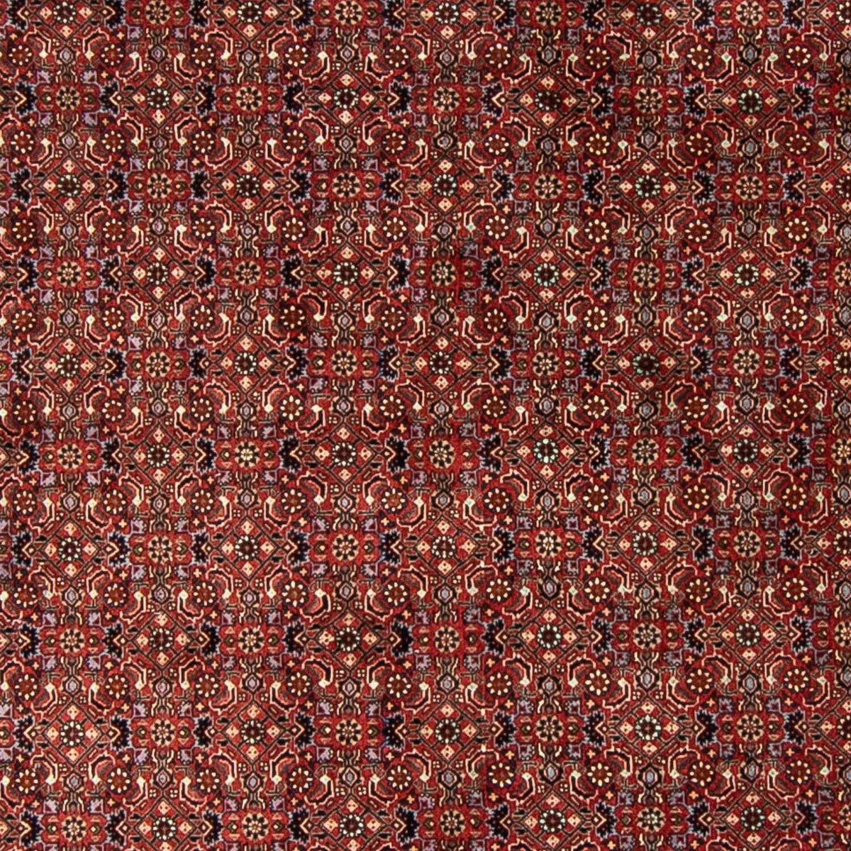 Perserteppich - Bidjar 250 x 250 cm