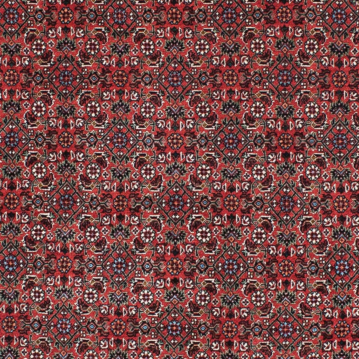 Perserteppich - Bidjar - Royal 204 x 99 cm
