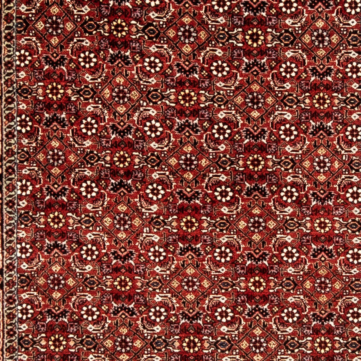 Perserteppich - Bidjar 298 x 80 cm