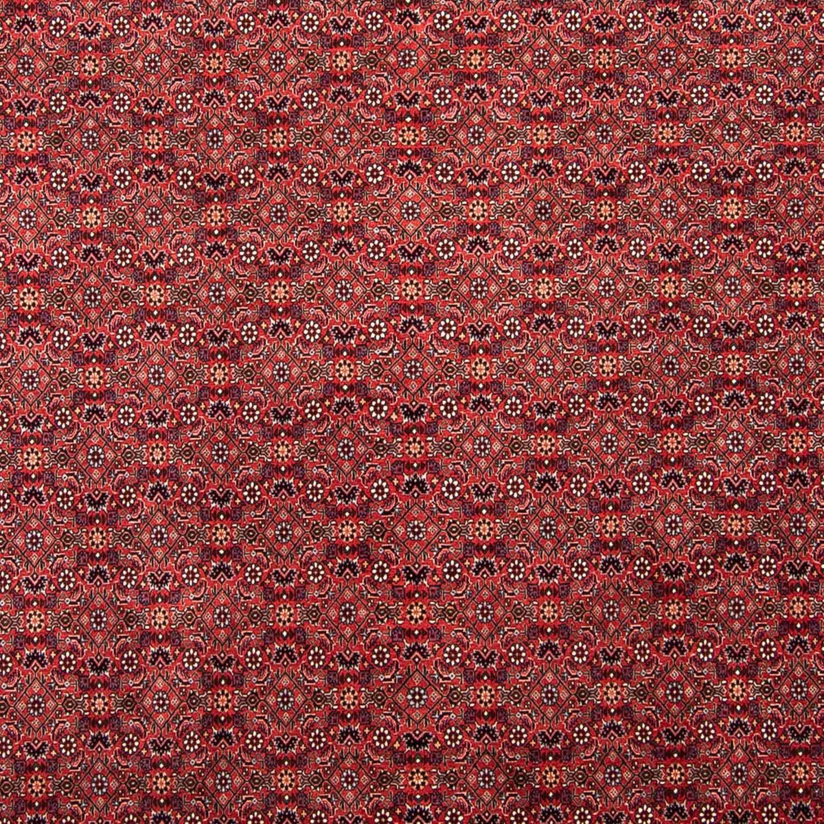 Perserteppich - Bidjar 296 x 250 cm