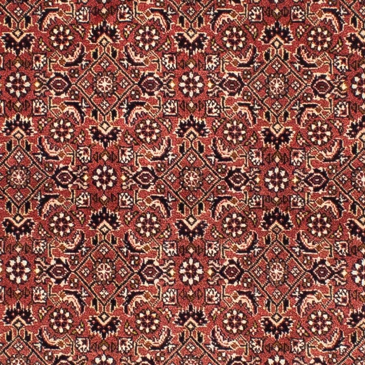 Perserteppich - Bidjar 200 x 195 cm