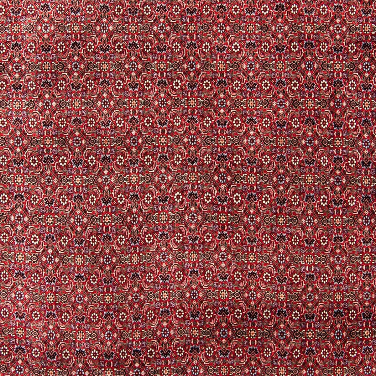 Perserteppich - Bidjar 300 x 253 cm