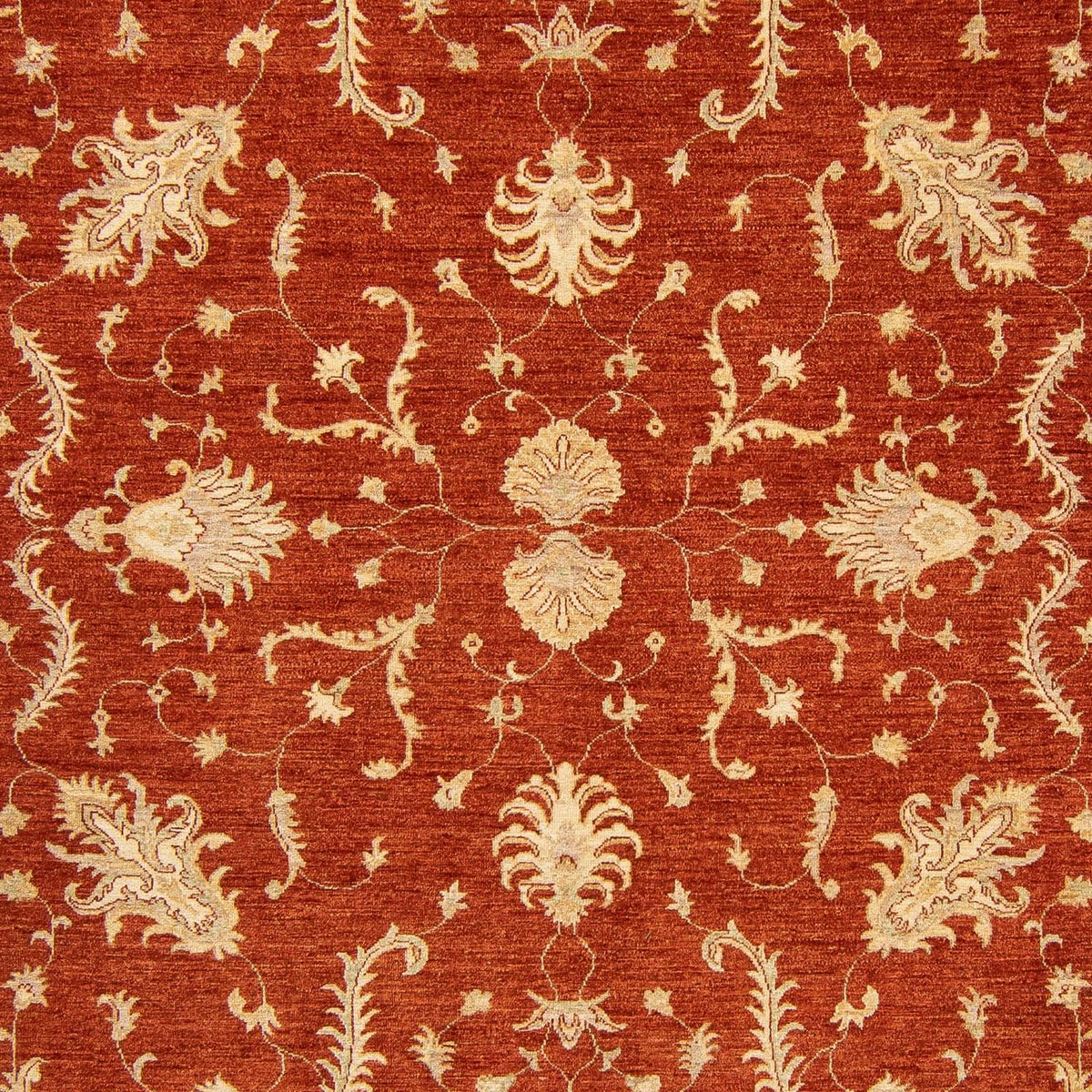Ziegler Teppich 350 x 254 cm