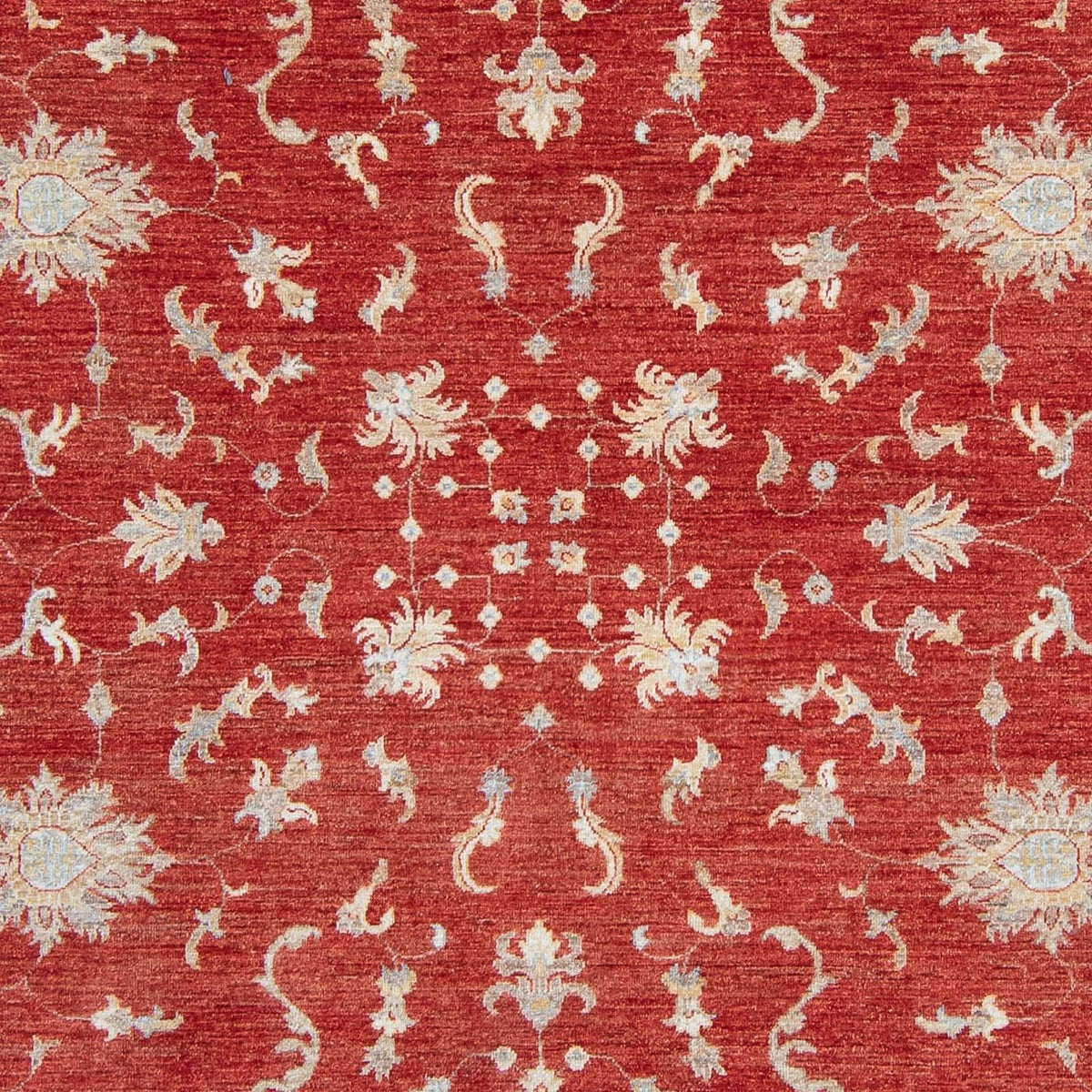 Ziegler Teppich 292 x 242 cm