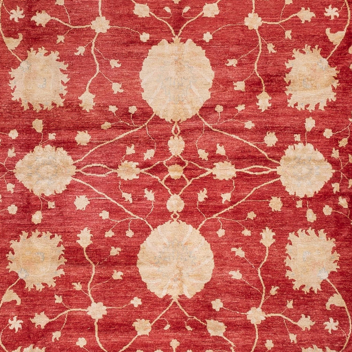 Ziegler Teppich - 521 x 400 cm - beige