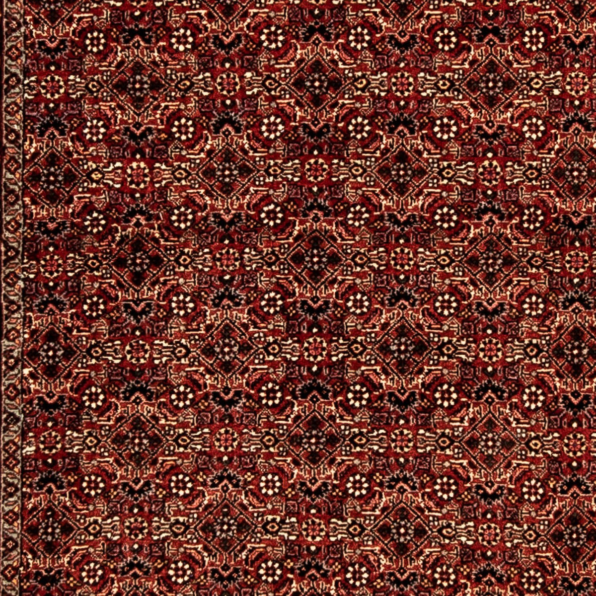Perserteppich - Bidjar 305 x 86 cm