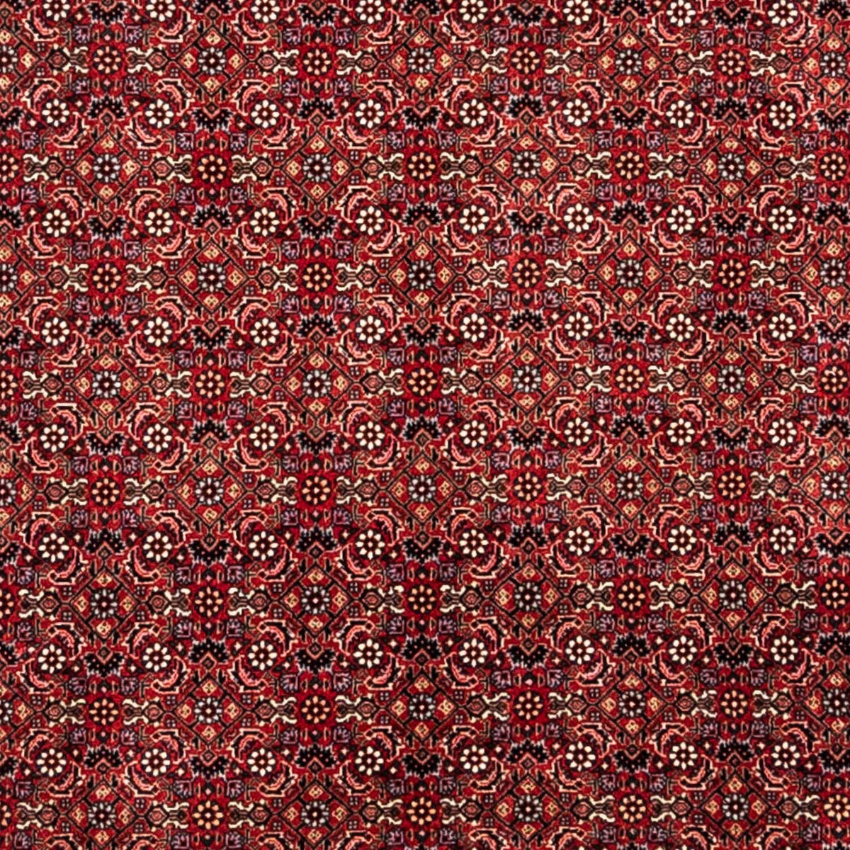 Perserteppich - Bidjar - Royal 350 x 252 cm - rot