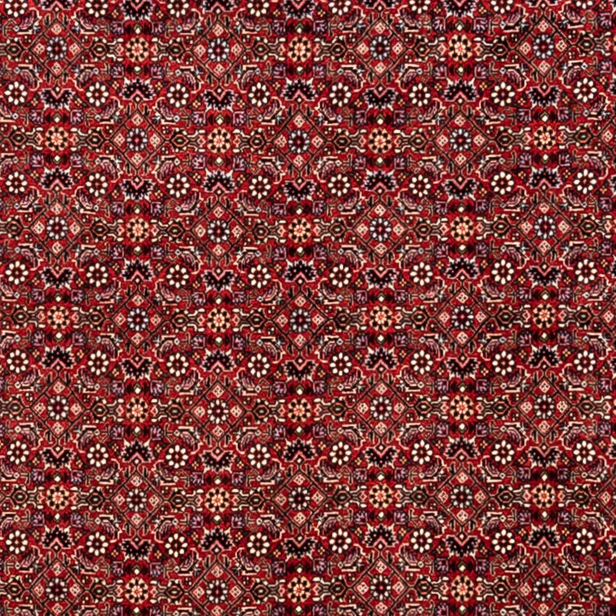Perserteppich - Bidjar - Royal 340 x 248 cm - rot