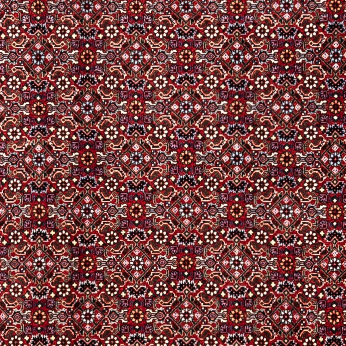 Perserteppich - Bidjar - Royal 340 x 252 cm - rot