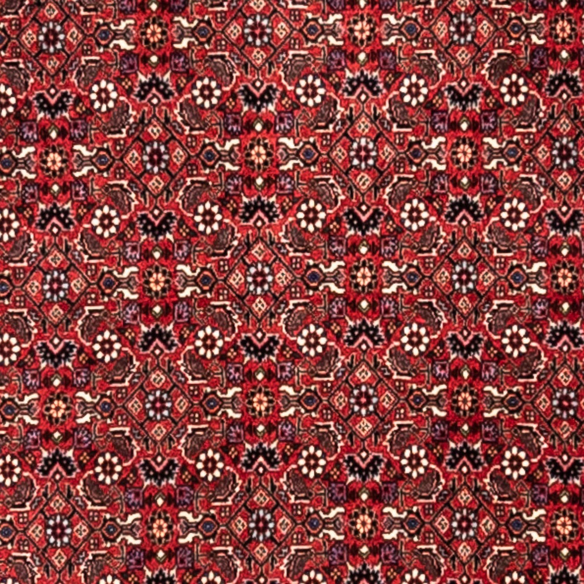 Perserteppich - Bidjar - Royal 345 x 253 cm - rot