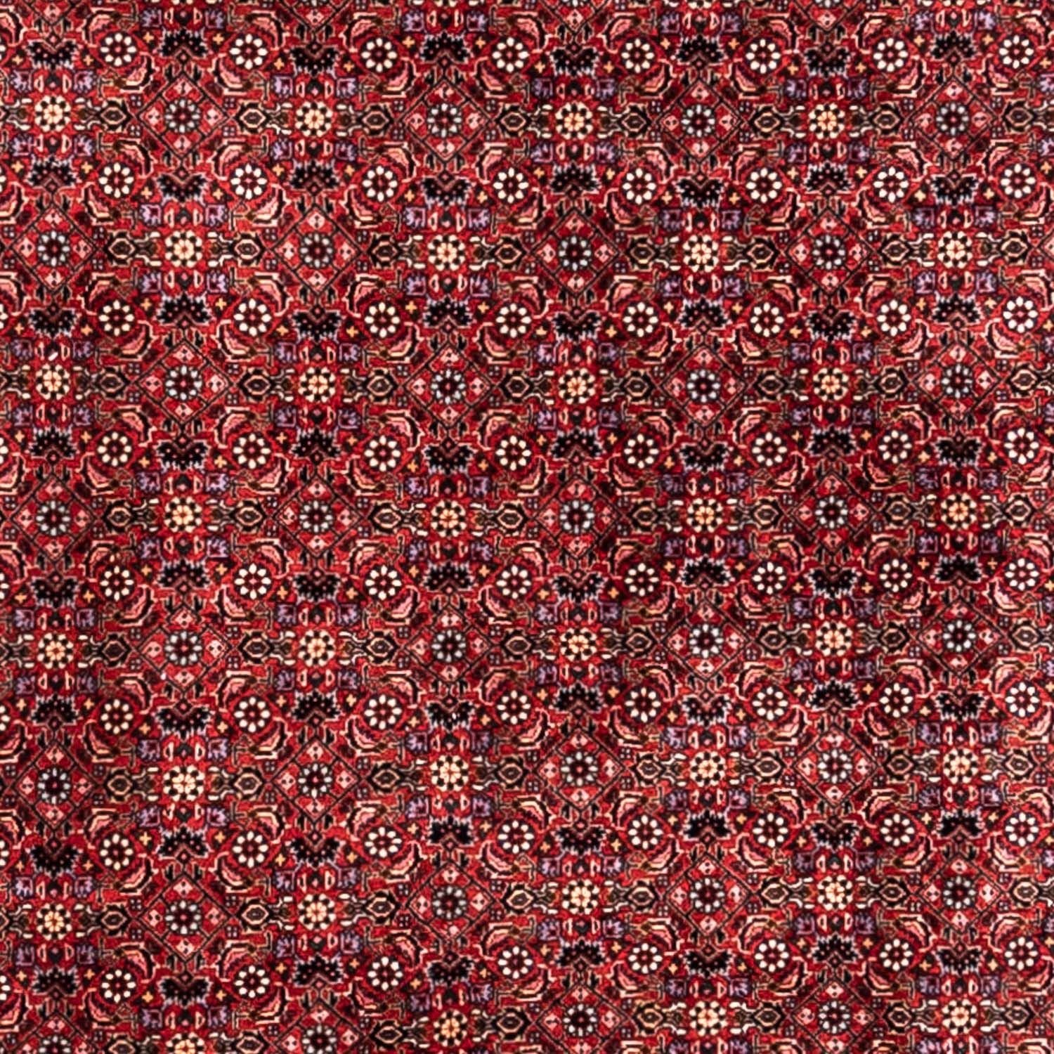 Perserteppich - Bidjar - Royal 338 x 250 cm - rot
