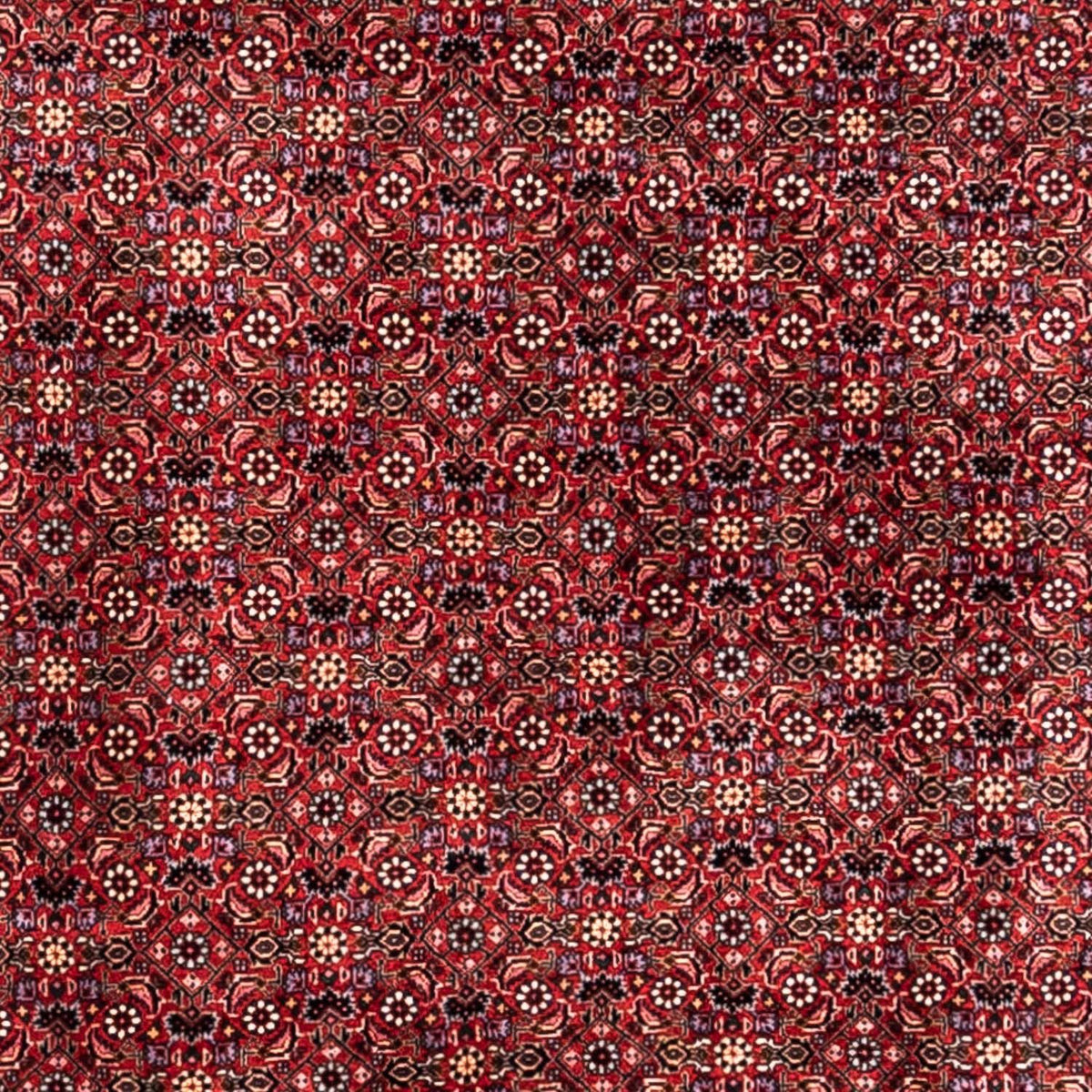 Perserteppich - Bidjar - Royal 338 x 250 cm - rot